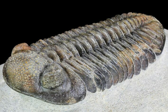 Pedinopariops Trilobite - Beautiful Shell Coloration #108689